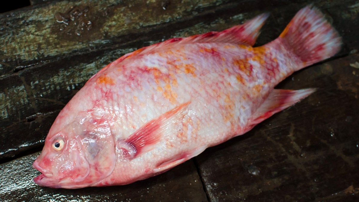 Cá diêu hồng là gì? Cá diêu hồng bao nhiêu 1kg, cách chọn mua, làm gì ngon